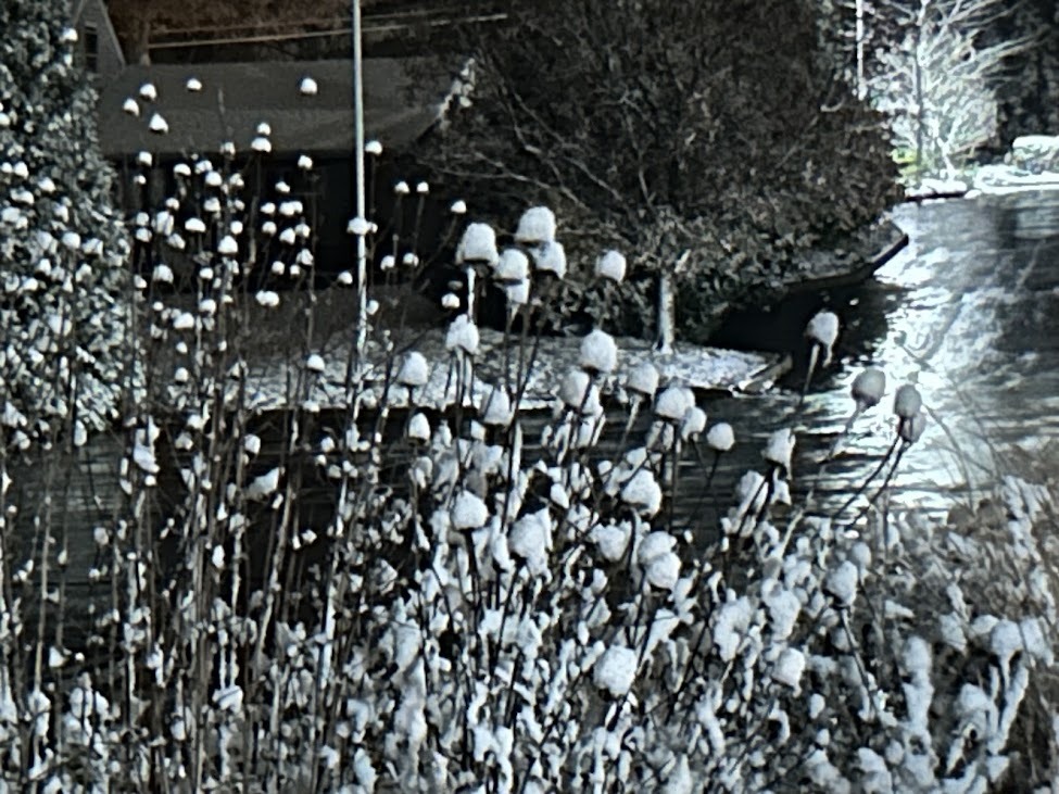 snow on native plants